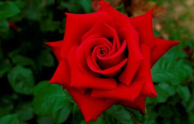 गुलाब की खुशबू के फायदे