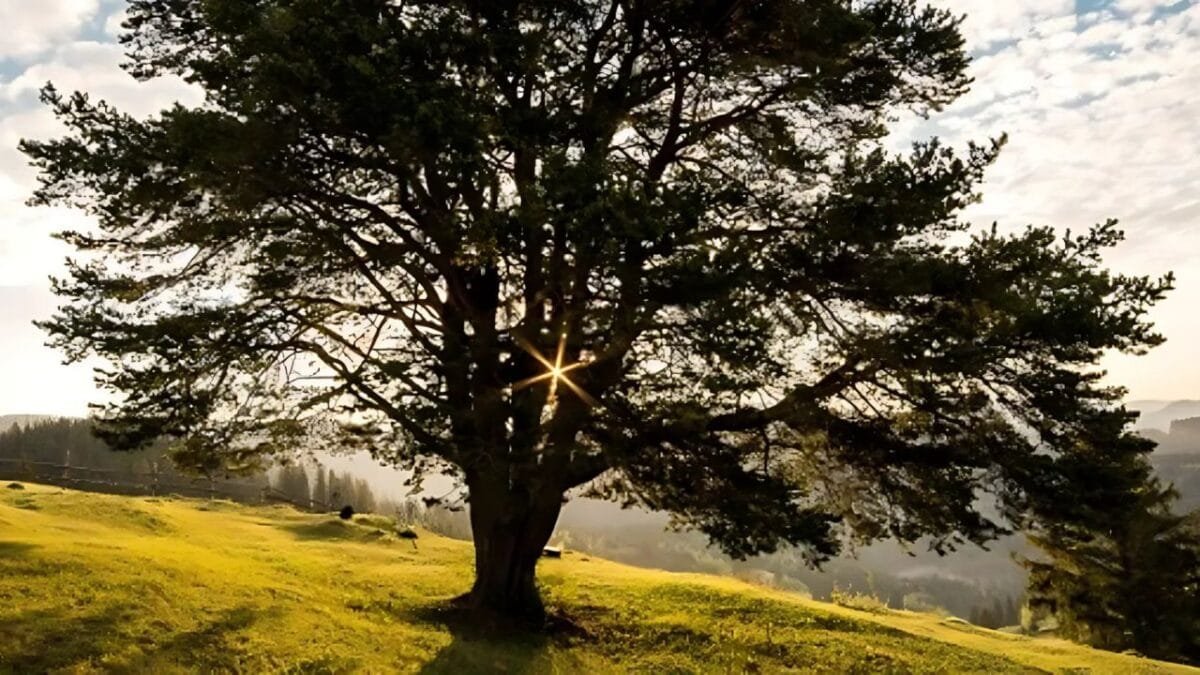 घर के अंदर ये 5 पेड़ बन सकते हैं दुर्भाग्य की वजह, जानें कौन-कौन से हैं वर्जित वृक्ष