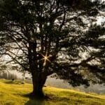 घर के अंदर ये 5 पेड़ बन सकते हैं दुर्भाग्य की वजह, जानें कौन-कौन से हैं वर्जित वृक्ष