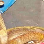 Worshiping-statue-Nagapanchami-nag-devta