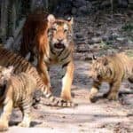 कोरोना वायरस का कहर