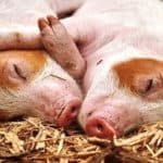 अफ्रीकी फ्लू