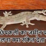 छिपकली जमीन पर चलना