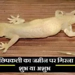 छिपकली का गिरना