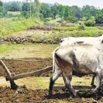 किसानों का लाभ