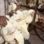 बर्ड फ्लू के लक्षण