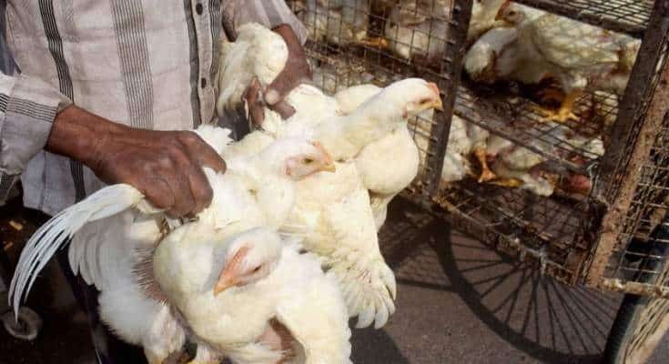 बर्ड फ्लू के लक्षण