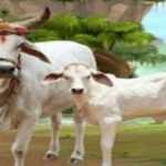 गाय को रोटी खिलाने के फायदे