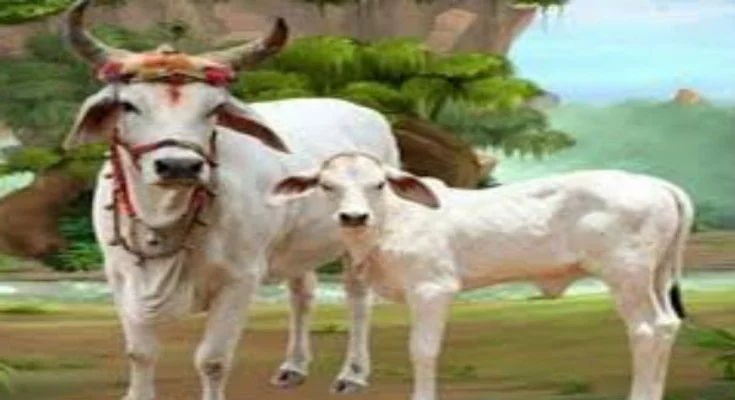 गाय को रोटी खिलाने के फायदे