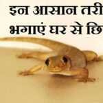छिपकली भगाने के तरीके