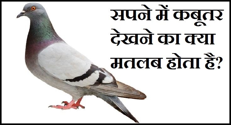 सपने में कबूतर देखना