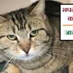 सपने में बिल्ली को मारना, जानें मतलब