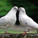 कबूतर का घर में आना शुभ या अशुभ