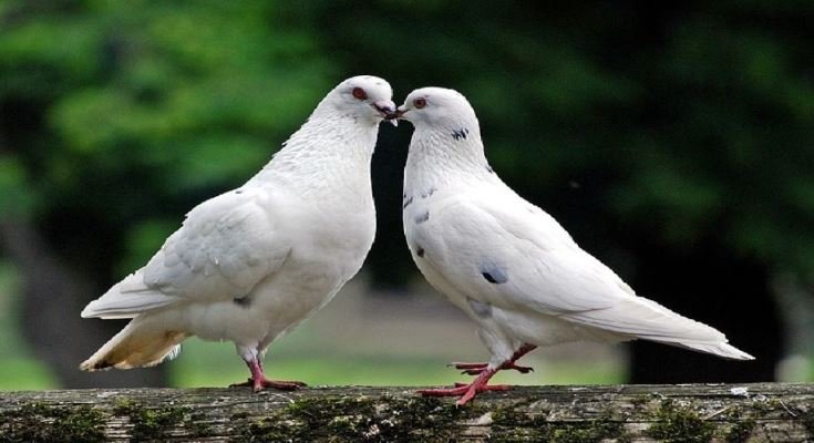 कबूतर का घर में आना शुभ या अशुभ