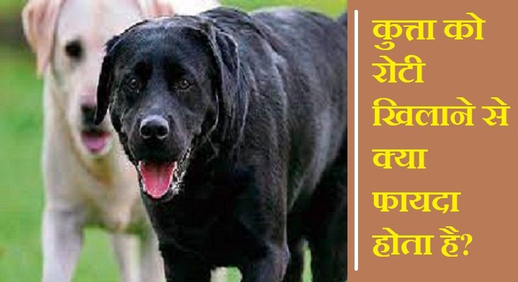 कुत्ता को रोटी खिलाने के फायदे