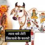 गाय को नमक खिलाना , जानें फायदे