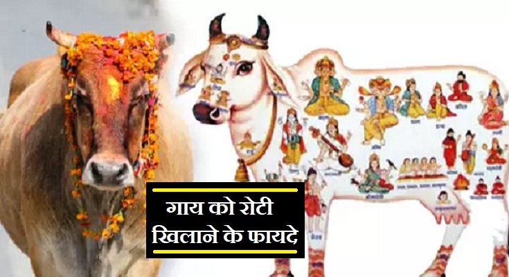 गाय को नमक खिलाना , जानें फायदे