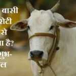 गाय को रोटी खिलाना