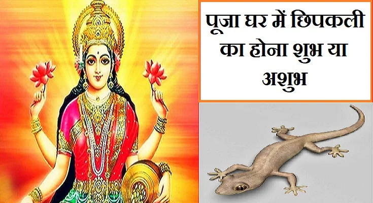 पूजा घर में छिपकली होना शुभ या अशुभ