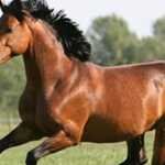 सपने में घोड़ा देखना - जानें रहस्य