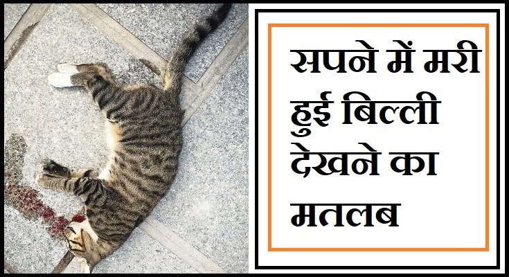 सपने में मरी हुई बिल्ली देखने का मतलब