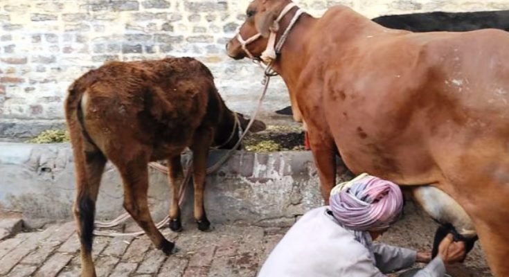 सपने में गाय का दूध निकालना