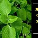 अजवाइन का पत्ता