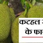 कटहल खाने के फायदे