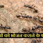 चीटियों को भोजन कराने के फायदे