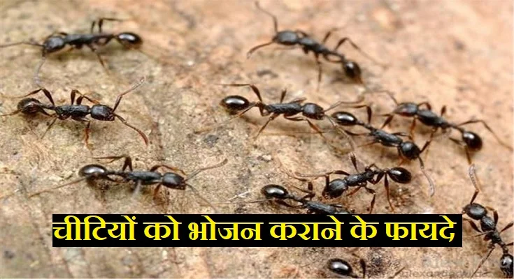 चीटियों को भोजन कराने के फायदे