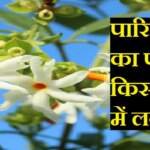 पारिजात का पौधा घर में किस दिशा में लगाना चाहिए?