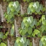 पीपल पेड़ में लक्ष्मी का वास कब होता है?