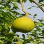 बेल का पेड़ किस दिशा में लगाना चाहिए?