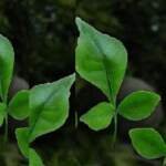 शिवपूजा के लिए बेलपत्र कब तोड़ना चाहिए