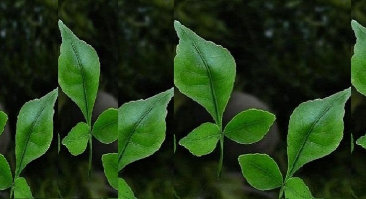 शिवपूजा के लिए बेलपत्र कब तोड़ना चाहिए