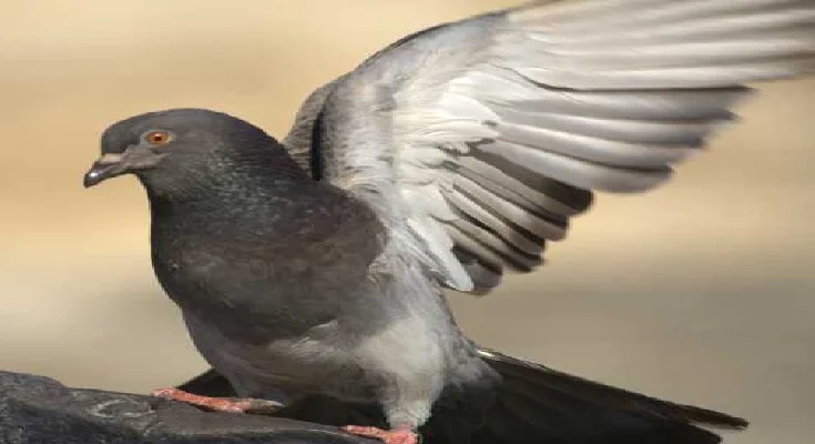 कबूतर का पंख मिलना