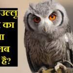 रात में उल्लू देखना