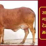Sapne me Cow Dekhna