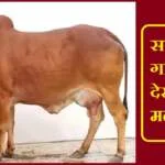 Sapne me Cow Dekhna
