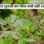 तुलसी का पौधा कहां रखना चाहिए?