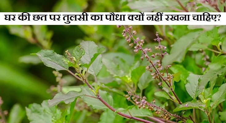 तुलसी का पौधा कहां रखना चाहिए?