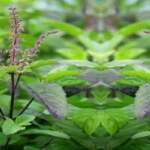 रविवार को तुलसी पूजा करना चाहिए या नहीं