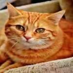 सुबह को बिल्ली देखना