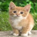 मंदिर में बिल्ली दिखना