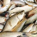 मछली खाने के फायदे