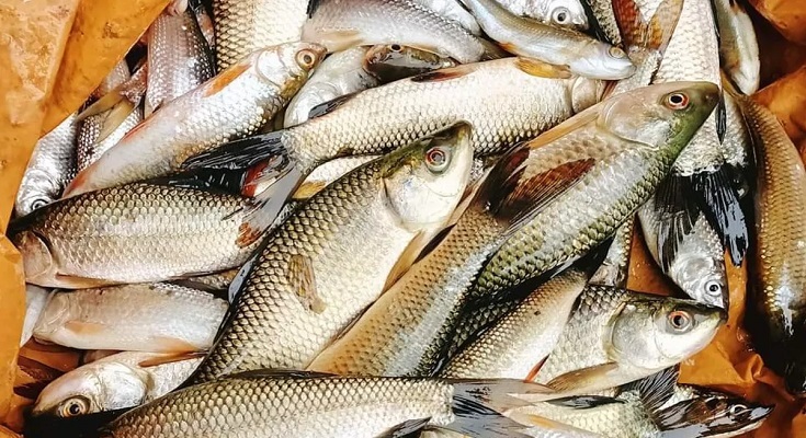 मछली खाने के फायदे