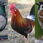 Raat me Chidiya ka Bolna