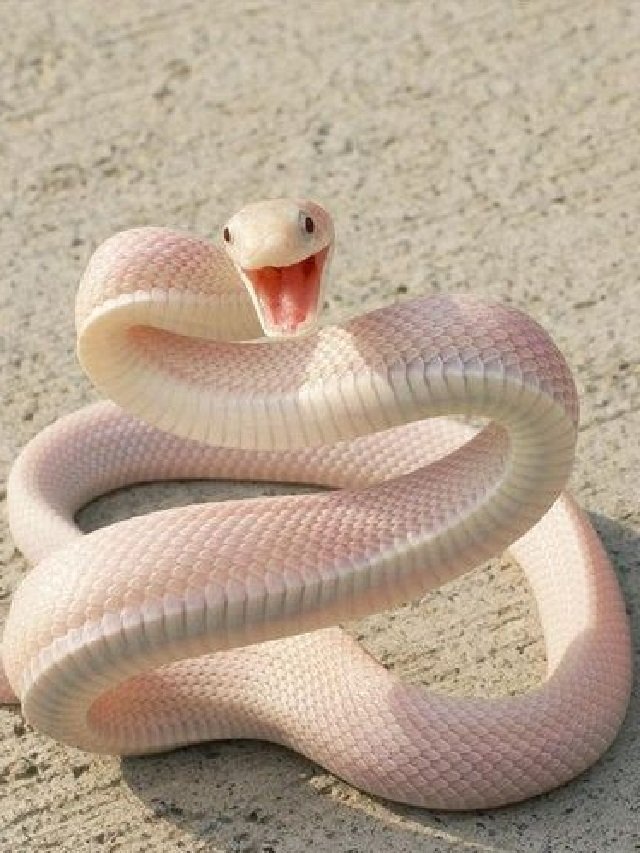 सपने में सांप काटने का मतलब