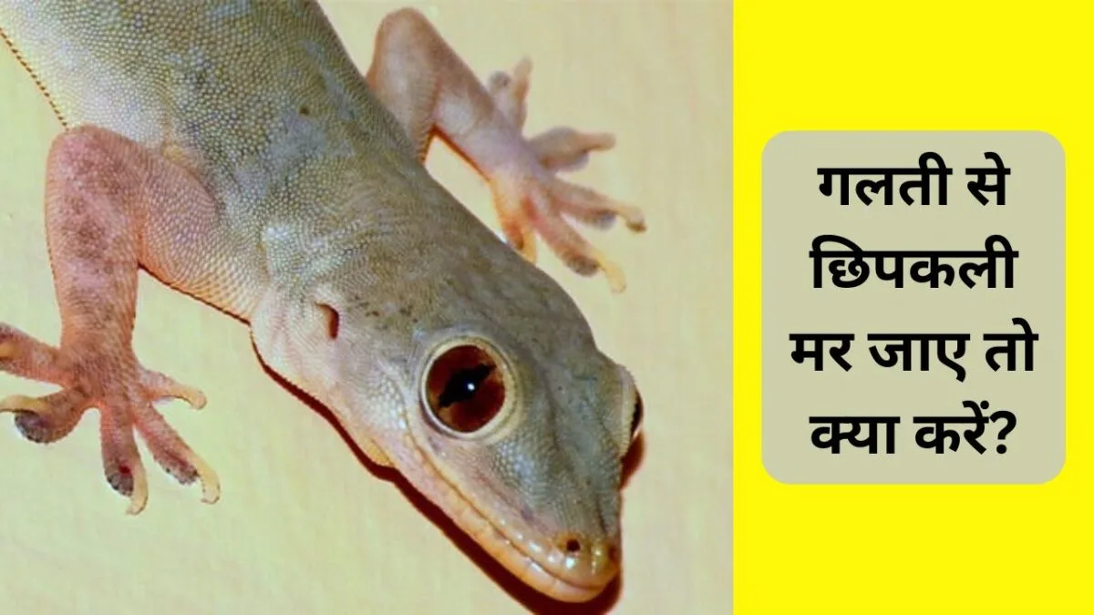गलती से छिपकली मर जाए तो क्या करें?