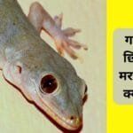 गलती से छिपकली मर जाए तो क्या करें?